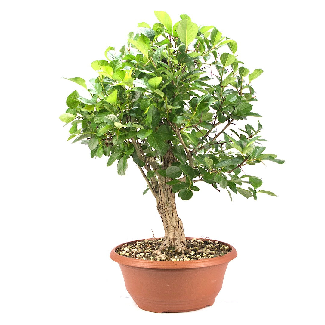 Pflaumenblättriger Weißdorn 'Crataegus x prunifolia'